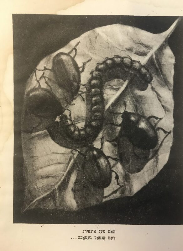 Дос голд-жукл (Золотой жук)